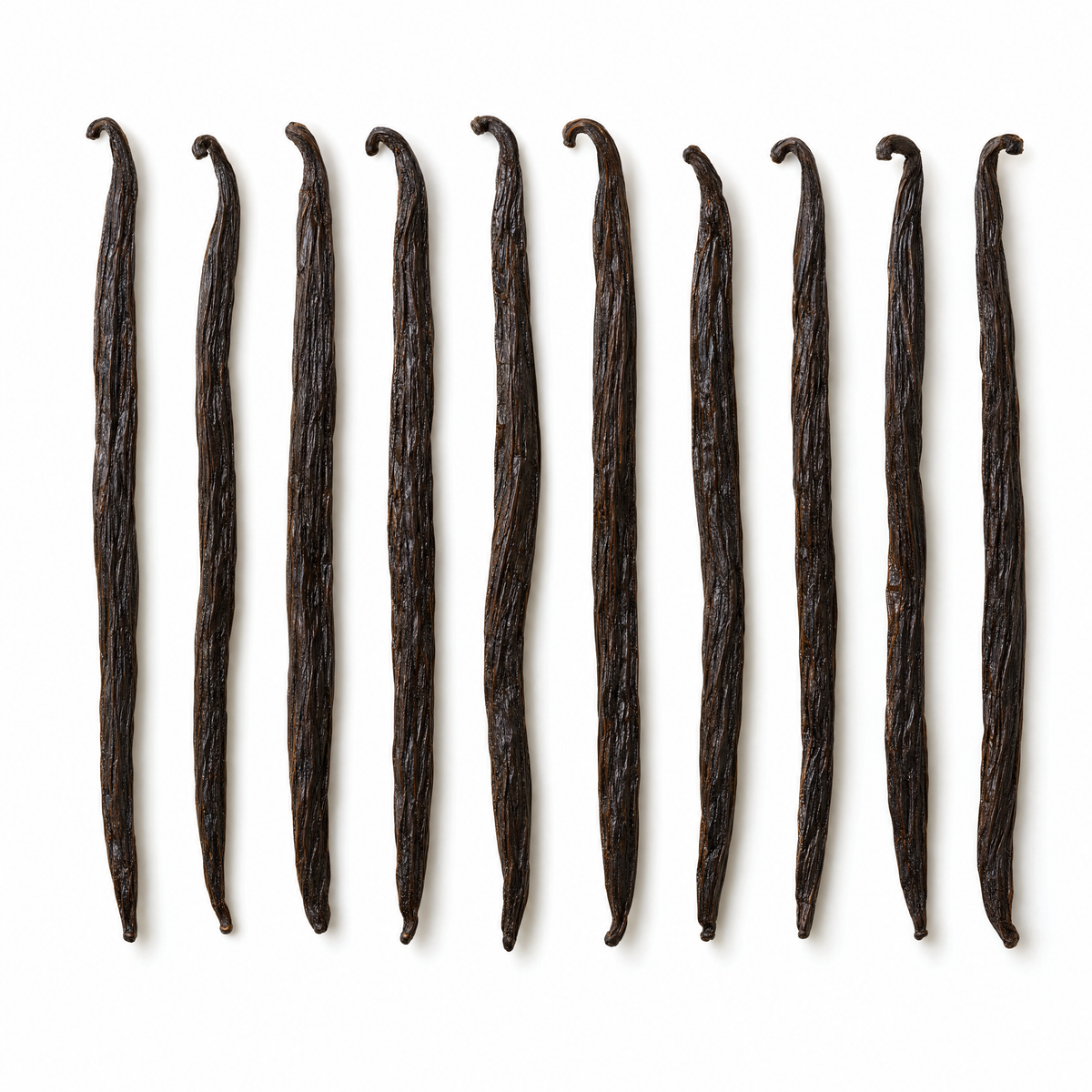 Ten whole Madagascar vanilla beans on a white background